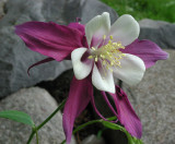 Aquilegia 2-ed.jpg