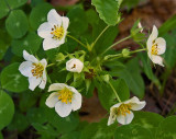 Wild Strawberries Newman Hill - Hinds 5-30-17.jpg
