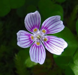 Flower Harbor Brook Trail 6-29-17.jpg
