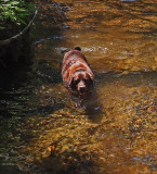 Kelley - Harbor Brook c 6-29-17.jpg