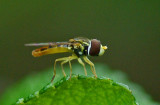 Hoverfly Garden 7-1-17.jpg