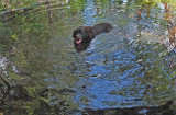 Kelley - Fitts Pond b 7-3-17.jpg