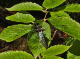 Dragonfly Partridge Pond Trail  7-5-17.jpg