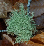 Lichen - Perch Pond Trails b 11-5-13.jpg