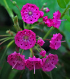 Wildflowers at Stillwater River 6-27-17-ed.jpg