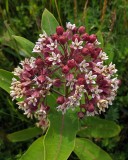 milkweed City Forest 7-12-17.jpg