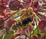 Hoverfly City Forest  7-12-17.jpg