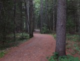 West Trail City Forest 7-12-17.jpg