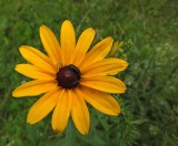 Rudbeckia  City Forest 7-12-17.jpg