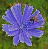 Hoverfly City Forest b 7-12-17.jpg