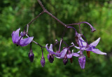 Wildflowers Trail Along Kenduskeag b 7-14-17.jpg