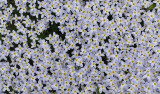 Bluets Lawn 5-16-15.jpg