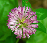 Clover Essex Woods 7-18-17.jpg