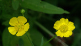Buttercups Essex Woods 7-18-17.jpg