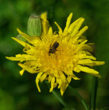 Bee in Flower City Forest 7-19-17.jpg