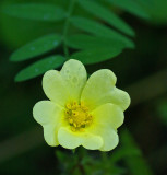 Wildflower City Forest d 7-19-17.jpg