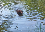 Kelley - Keduskeag Stream 7-20-17.jpg
