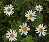 Daisies City Forest 7-21-17.jpg