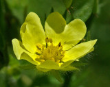 Wildflower City Forest b 7-19-17.jpg