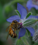 Bee on Borage Garden 7-24-17.jpg