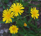 Wildflowers Harbor Brook 7-22-17.jpg