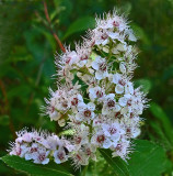 Wildflowers Sears Island 7-26-17.jpg