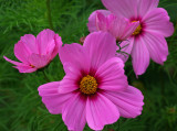 Cosmos b 6-24-10-ed-pf.jpg