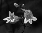 Flowers Garden b 6-27-17 BW.jpg