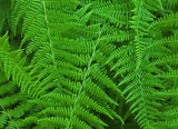 Ferns Sears Island 7-26-17.jpg