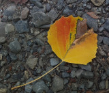 Leaf Caribou Bog c 7-30-17.jpg