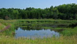 Beaver Pond City Forest 8-2-17.jpg