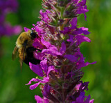 Bee City Forest 8-2-17.jpg