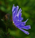 Chicory City Forest b 8-2-17.jpg