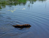 Kelley - Beaver Pond  City Forest c 8-2-17.jpg