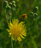 Wildflower City Forest 8-2-17-ed.jpg