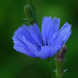 Chicory City Forest c 8-2-17.jpg