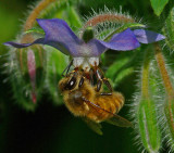 Bee Garden b 8-1-17-ed.jpg