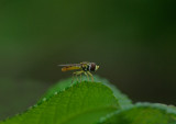 Hoverfly Garden 7-1-17-ed.jpg