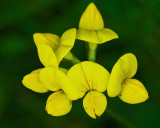 Trefoil City Forest 8-4-17.jpg