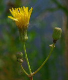 Wuldflower City Forest 8-4-17.jpg