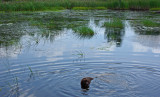 Kelley - Beaver Pond City Forest c  8-4-17.jpg