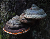 Fungi  Harbor Brook Trail b 8-6-17.jpg