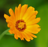 Calendula - Garden 8-28-13-pf-ed.jpg