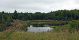 Beaver Pond City Forest 8-12-17.jpg