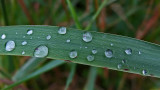 Grass City Forest 8-12-17.jpg