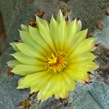 Astrophytum 8-13-17.jpg