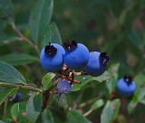 Blueberries  Partridge  Pond Trail  8-16-17.jpg
