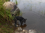 Ollie Beaver Pond 8-18-17.jpg