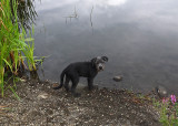 Ollie Beaver Pond c 8-18-17.jpg