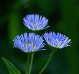 Wildflowers - City Forest 7-2-11-ed-pf.jpg